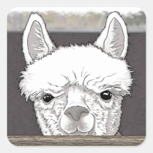 Sticker Carré Portrait d'Alpaca