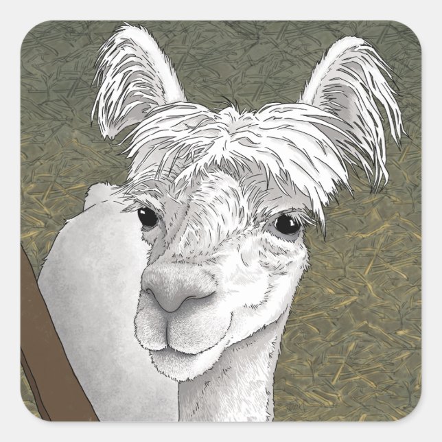 Sticker Carré Portrait d'alpaca 2 (Devant)