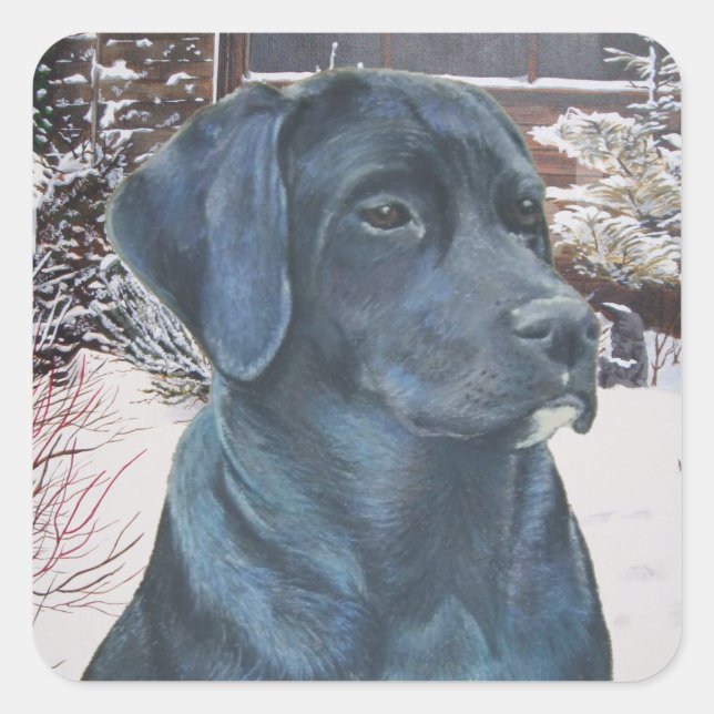 Sticker Carré portrait de black labrador dog (Devant)