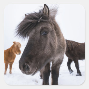 Sticker Carré Portrait de cheval islandais, Islande