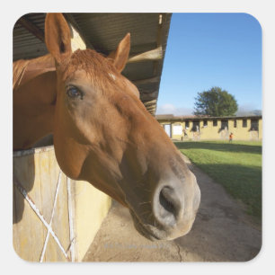 Sticker Carré Portrait de cheval, Souaziland, Afrique du Sud