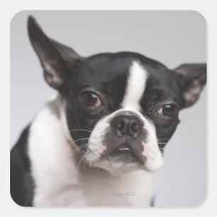 Sticker Carré Portrait de chien