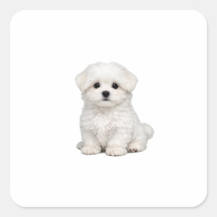 Sticker Carré Portrait de chiot maltais blanc et duveteux Amateu
