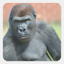 Portrait de corde de Gorilla Blackback