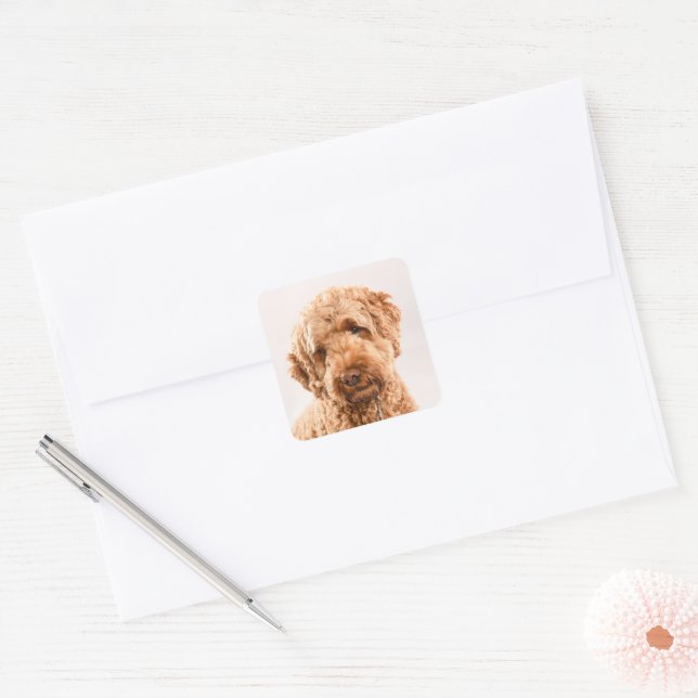 Sticker Carré Portrait de Goldendoodle Studio (Enveloppe)