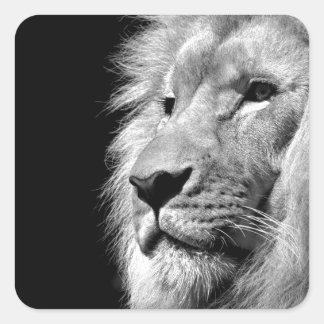 Sticker Carré Portrait de Lion noir blanc - Photographie d'anima