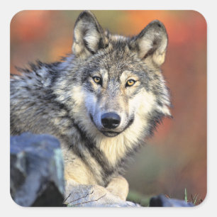 Sticker Carré Portrait de loup