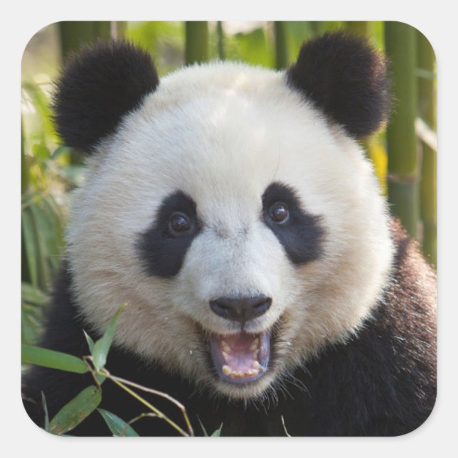 Sticker Carré Portrait de Panda Souriant (Devant)