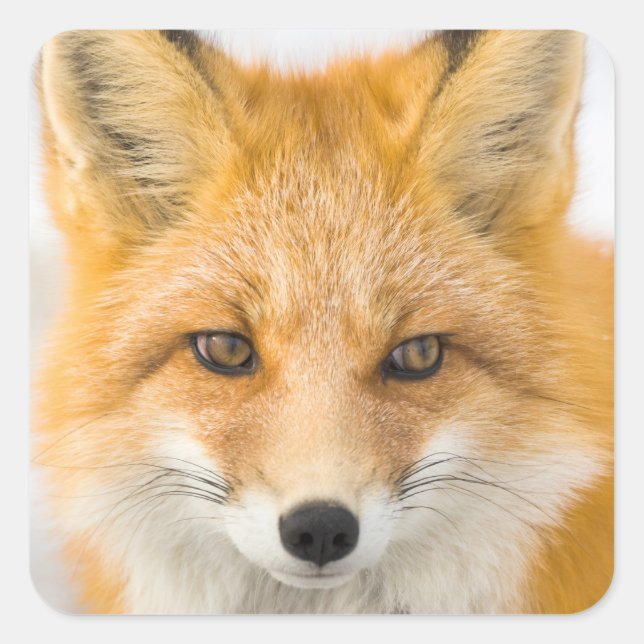 Sticker Carré Portrait de renard roux (Devant)