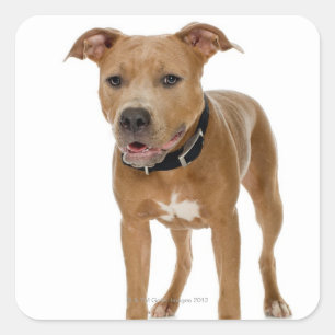 Sticker Carré Portrait de studio American pit bull puppy 2