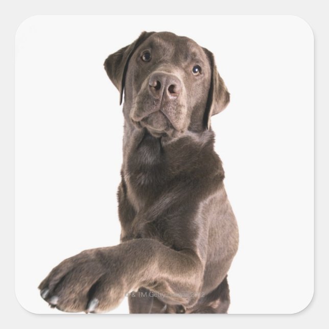 Sticker Carré Portrait de studio de chocolat Labrador (Devant)
