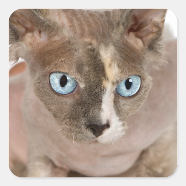 Sticker Carré Portrait de studio de Sphynx cat (Devant)