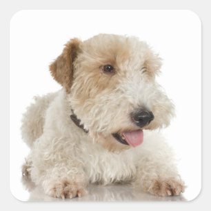 Sticker Carré Portrait de studio du chiot Wheaten terrier