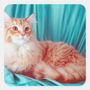 Sticker Carré Portrait du chat