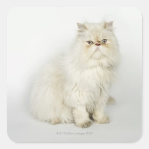 Sticker Carré Portrait du chat perse