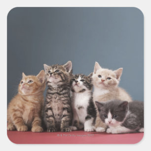Sticker Carré Portrait du groupe de chatons