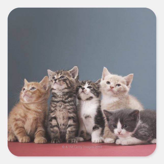 Sticker Carré Portrait du groupe de chatons (Devant)