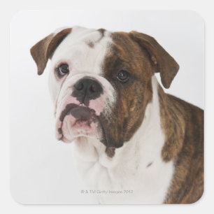 Sticker Carré Portrait du mignon petit bulldog