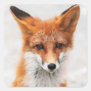 Sticker Carré Portrait du mignon renard rouge sauvage aux beaux 
