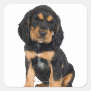 Sticker Carré Portrait du studio du chiot Rottweiler