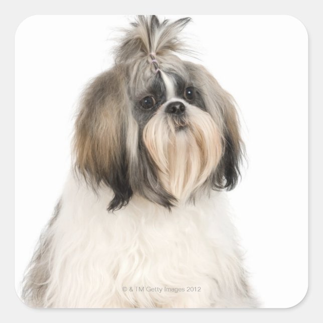 Sticker Carré Portrait du studio Shih Tzu (Devant)