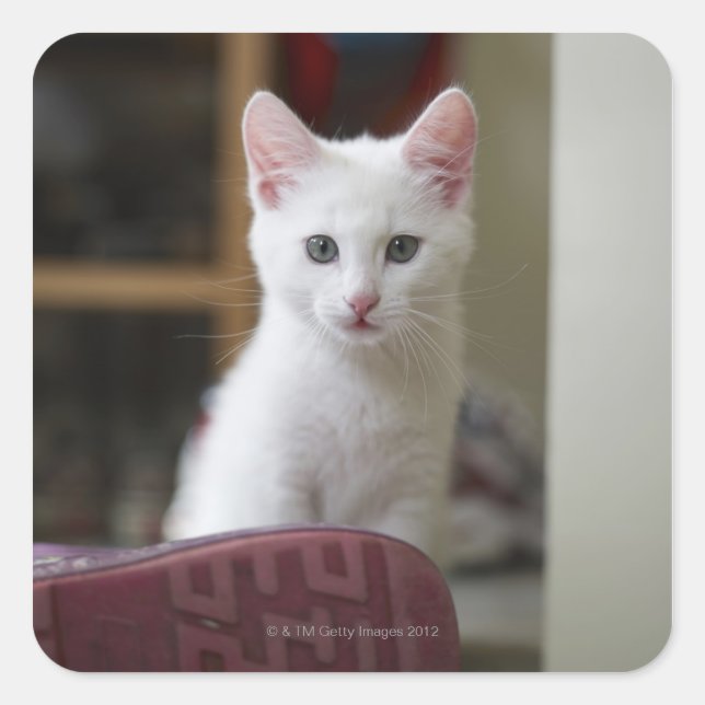 Sticker Carré Portrait d'un chaton blanc, Suède. (Devant)