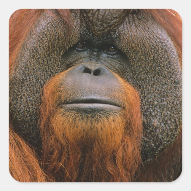 Sticker Carré Portrait of Orang-utang Male, Georgia, USA (Devant)