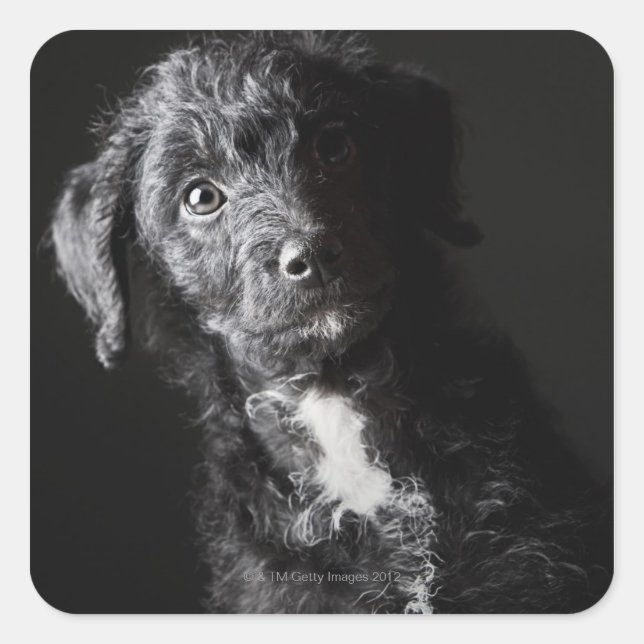 Sticker Carré Portrait studio de black jack-a-doodle (Devant)