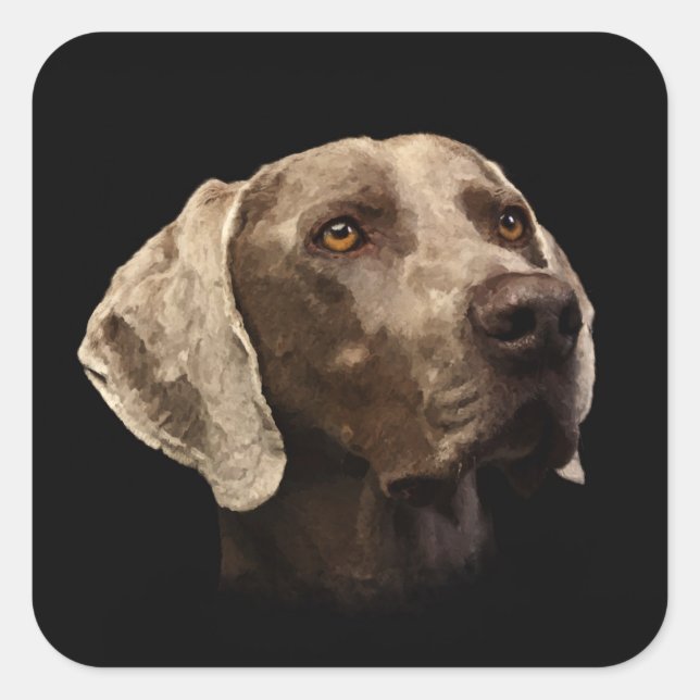 Sticker Carré Portrait Weimaraner (Devant)