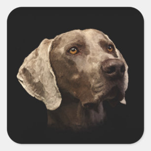 Sticker Carré Portrait Weimaraner
