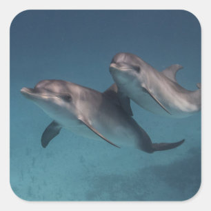 Sticker Carré Pose joueuse