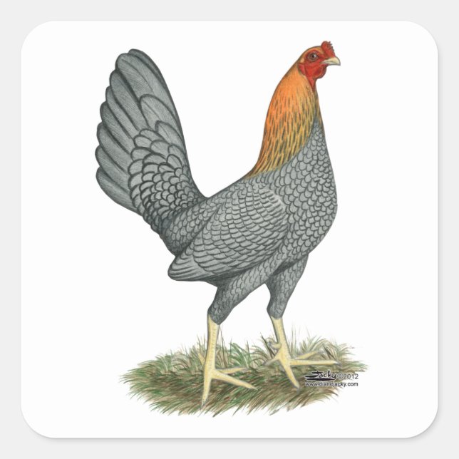 Sticker Carré Poule de Combat Bleu Rouge (Devant)