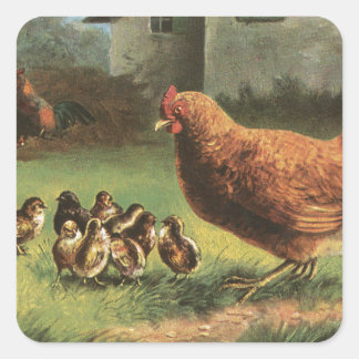 Sticker Carré Poules et poules