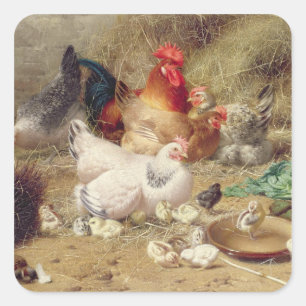 Sticker Carré Poules nichant avec leurs poulets