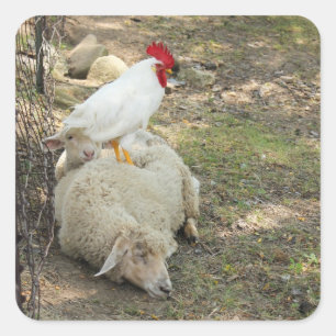 Sticker Carré Poulet assis sur un bâton en mouton