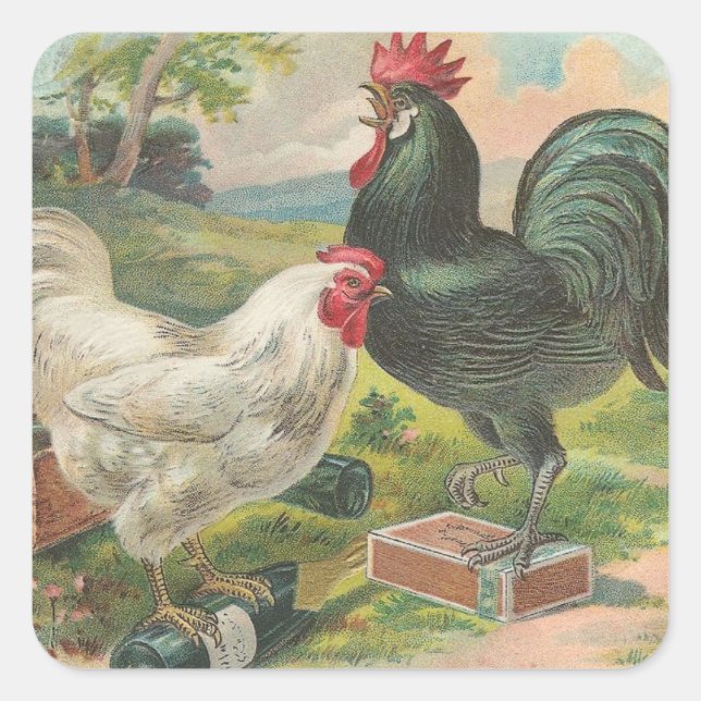 Sticker Carré Poulet et coq (Devant)