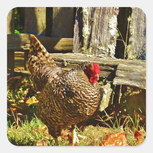 Sticker Carré Poulet noir et blanc dans la ferme (Devant)