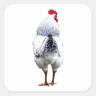 Sticker Carré Poulet Poulet Tourne La Queue et tourne