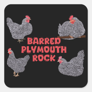 Sticker Carré Poulets de roche de Plymouth barrés