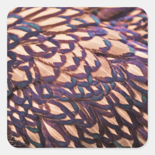 Sticker Carré Poulets dorés Wyandotte