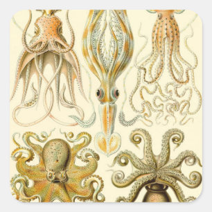 Sticker Carré Poulpe Vintage Calmar Gamochonia par Ernst Haeckel