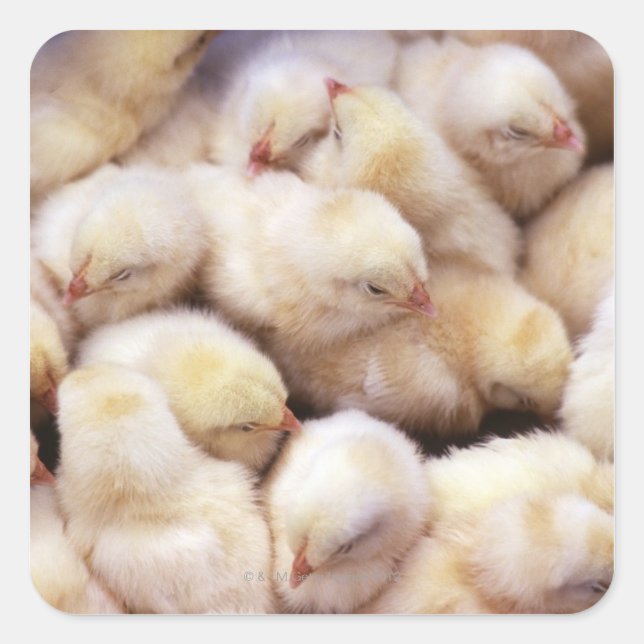 Sticker Carré poussins, pouliches (Devant)