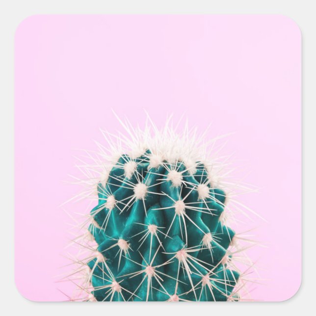 Sticker Carré Prickley Cactus sur rose (Devant)