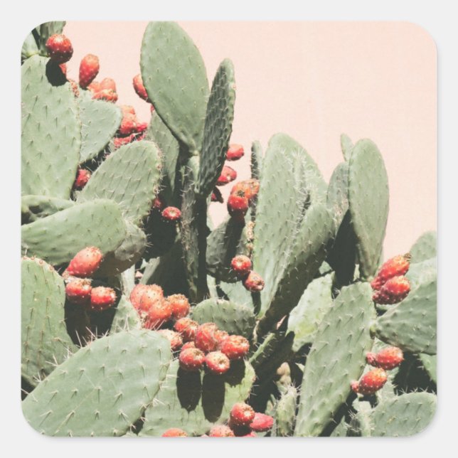 Sticker Carré Prickley Pear Cactus (Devant)