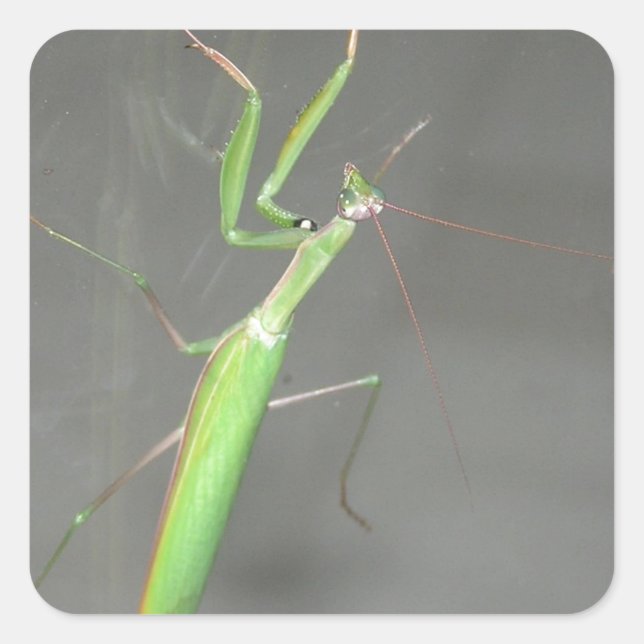 Sticker Carré Prier Mantis (Devant)