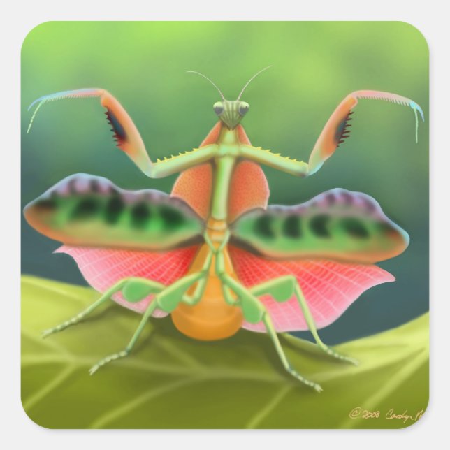 Sticker Carré Prière Mantis Afficher (Devant)