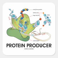 Producteur de protéines (Synthèse de la protéine t