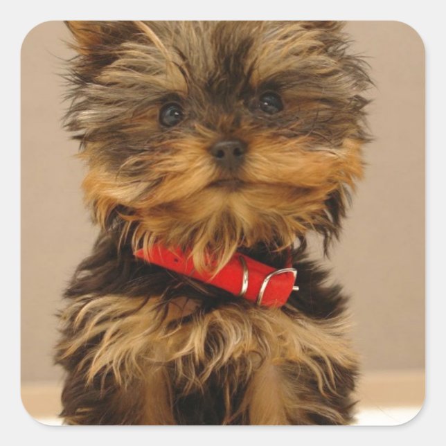 Sticker Carré Produits Yorkie (Devant)