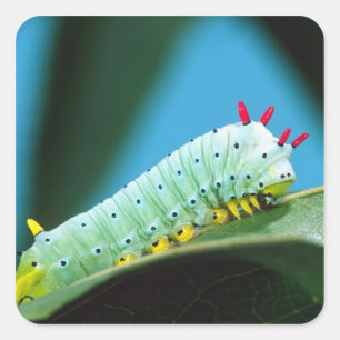 Sticker Carré Prometheus Moth Caterpillar, Callosamia