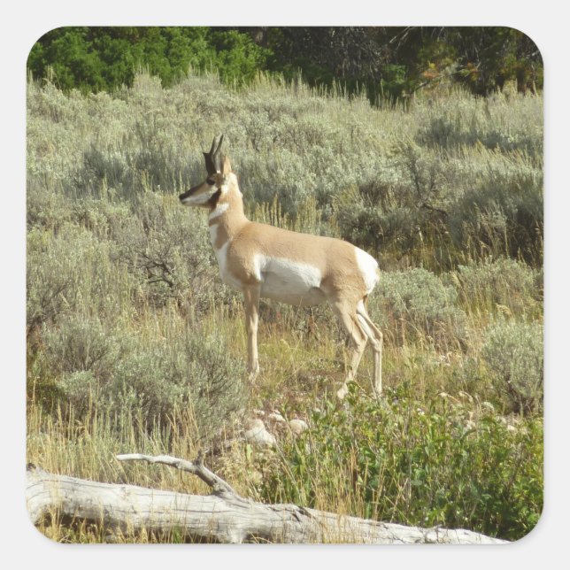 Sticker Carré Pronghorn au Parc national de Grand Teton (Devant)